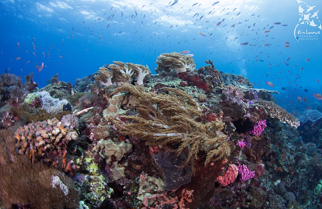 Underwater Reef Scenery Alor