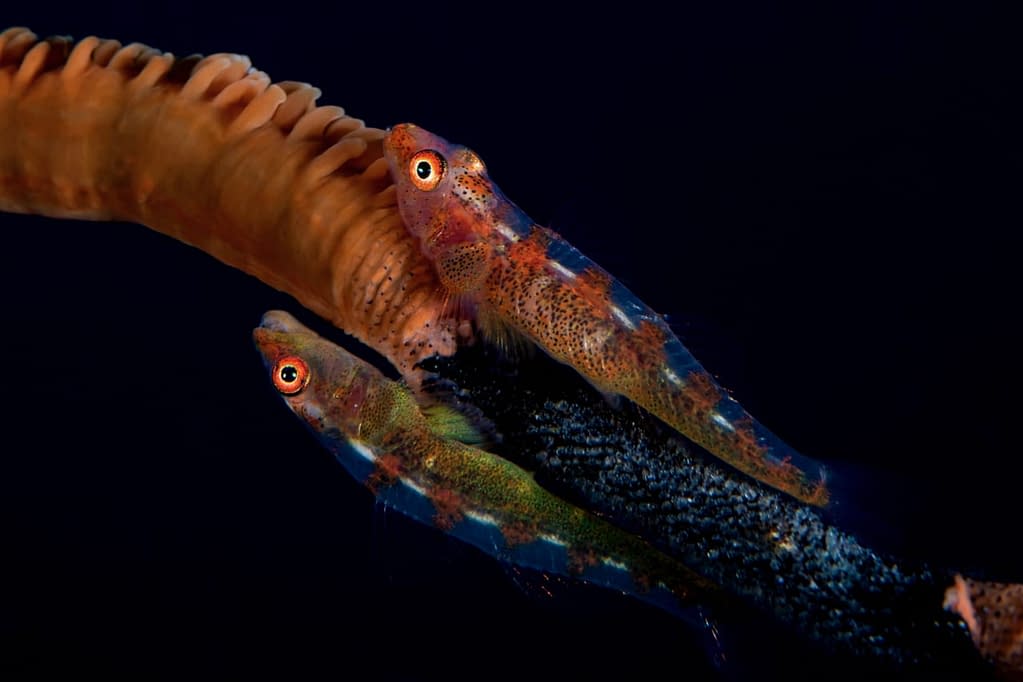 Whip Coral Gobies with Eggs - Alor - Faris Alsagoff