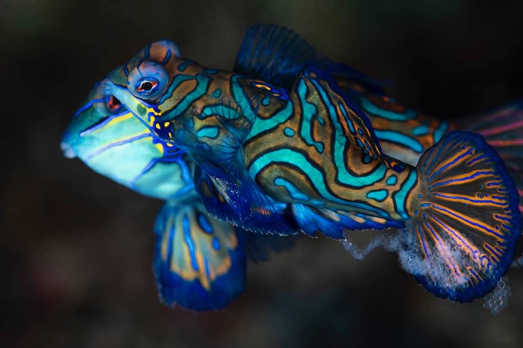 Mating Mandarinfish - Alor - Faris Alsagoff