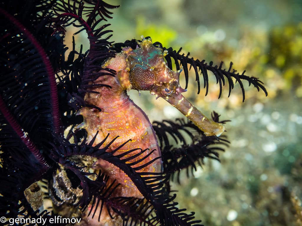 Seahorse - Guest Gallery Image - Gennady Elfimov - Alami Alor Dive Resort