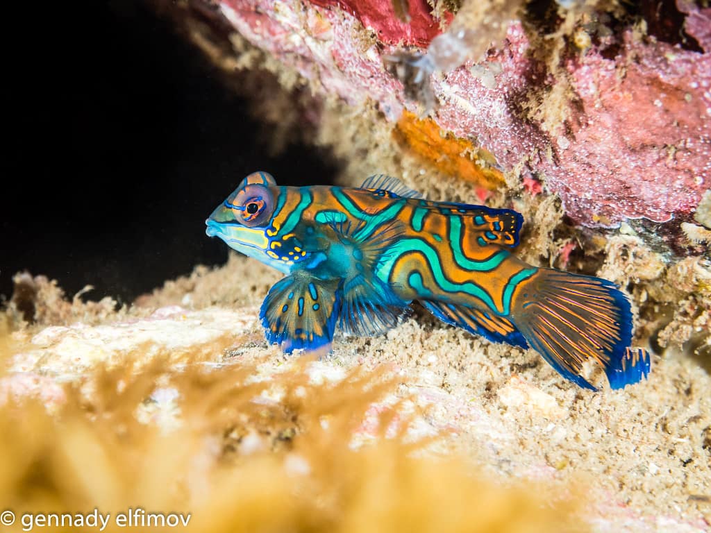 Mandarinfish - Guest Gallery Image - Gennady Elfimov - Alami Alor Dive Resort