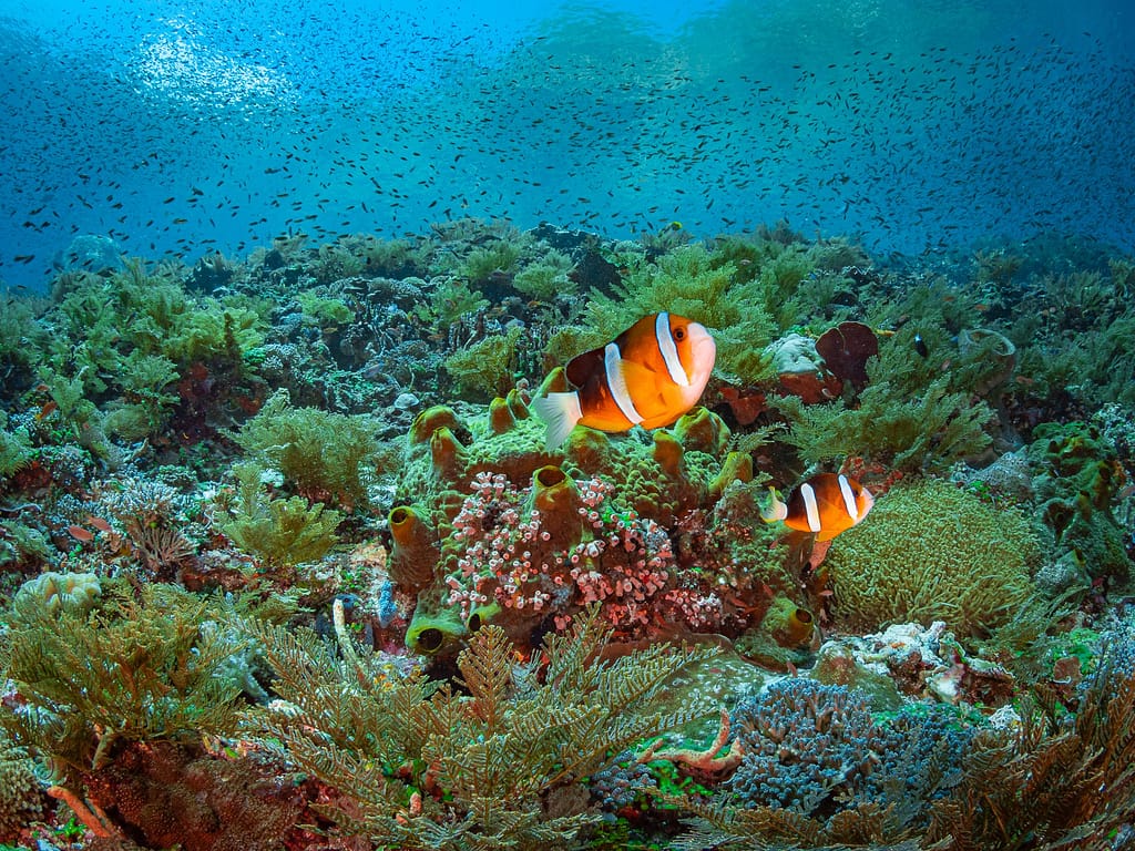 clark's anemonefish, amphiprion clarkii. alor archipelago, indon