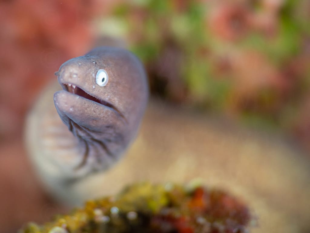 white eyed moray eel, gymnothorax thyrsoideus. alor archipelago,
