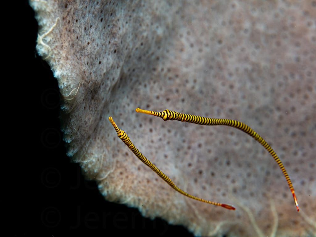 yellowbanded pipefish, dunckerocampus pessuliferus. alor archipe