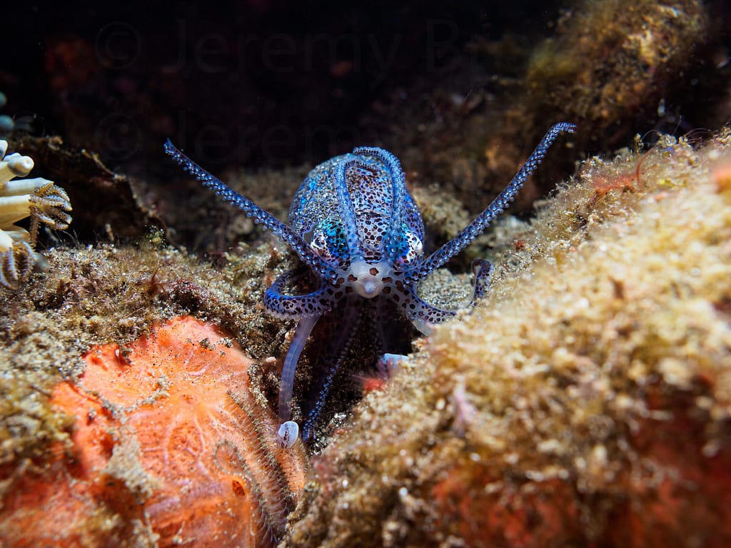 berry’s bobtail squid, euprymna berryi. alor archipelago, indo
