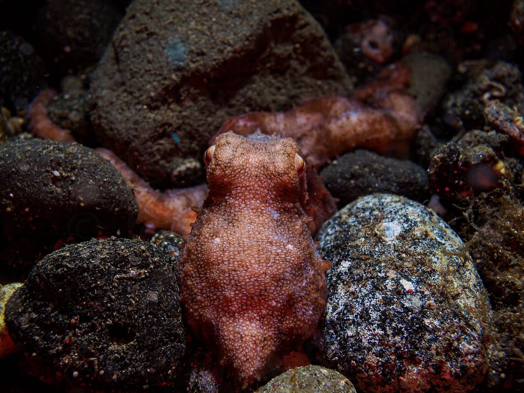 starry night octopus, callistoctopus luteus. alor archipelago, i