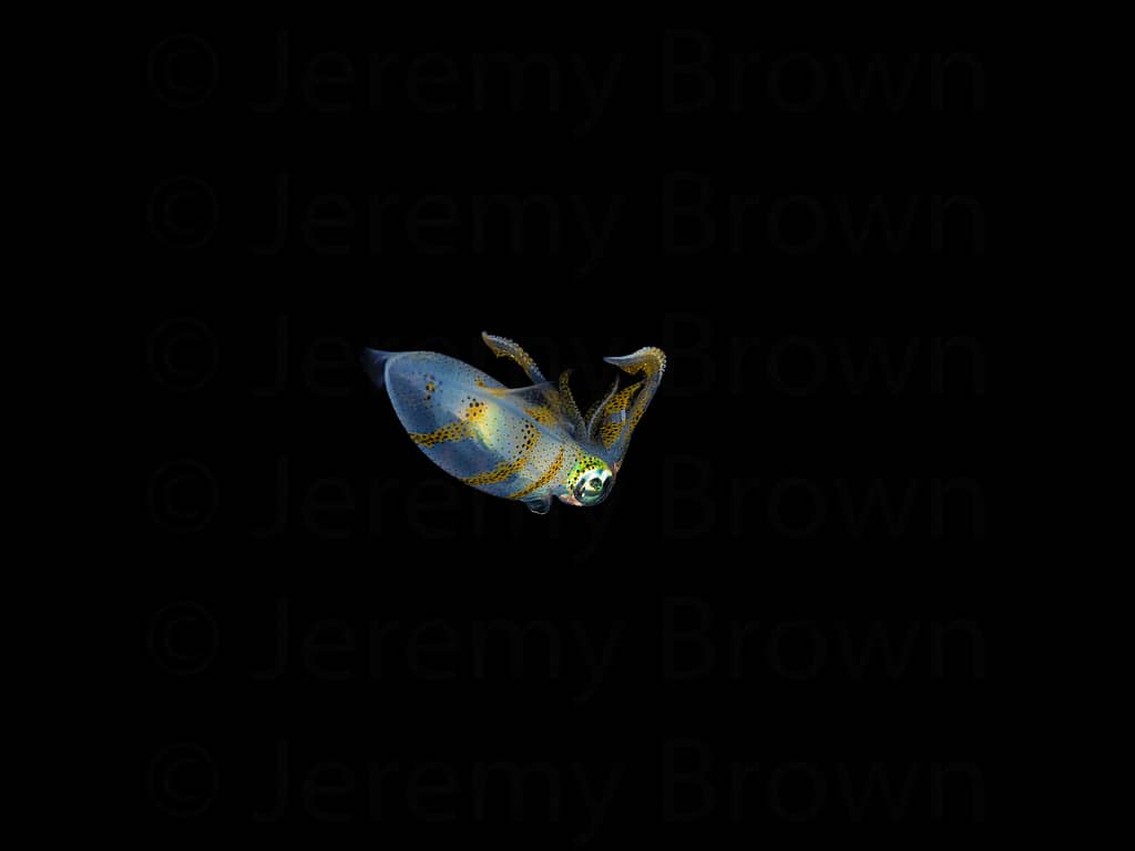 juvenile bigfin reef squid, sepioteuthis lessoniana. alor archip