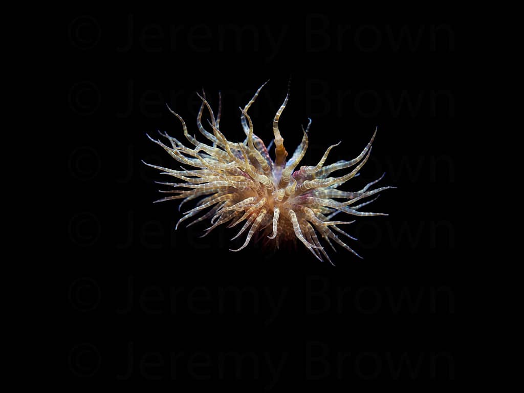 swimming anemone, boloceroides mcmurrichi. alor archipelago, ind
