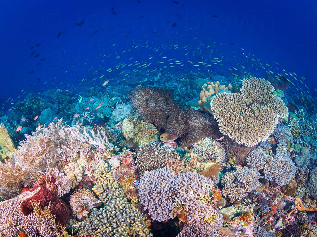 wide angle reefscape with diverse and abundant marine life. alor