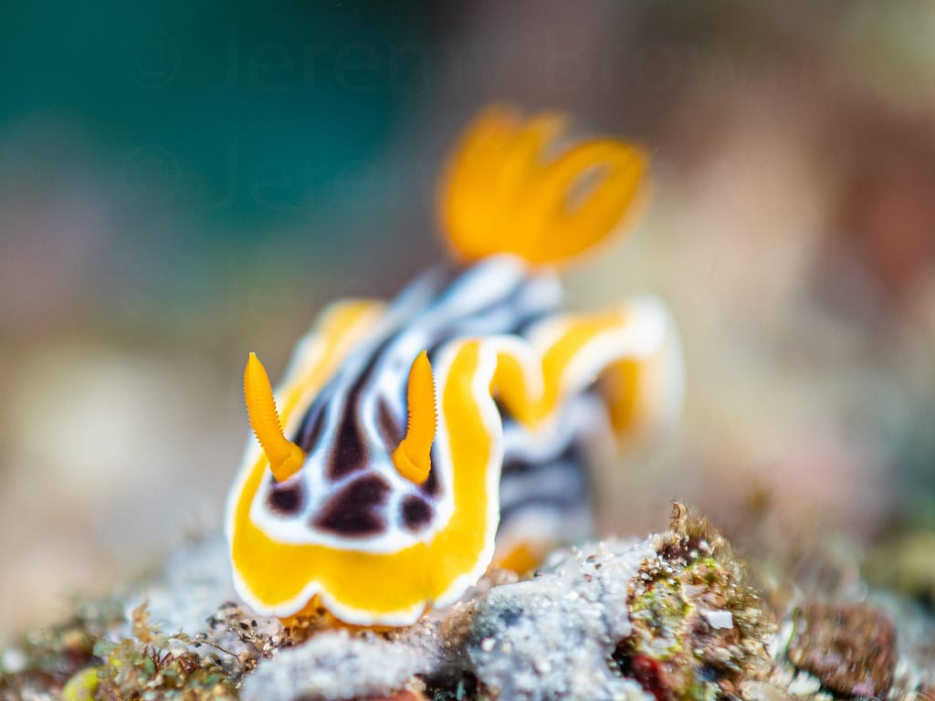 chromodoris magnifica nudibranch. alor archipelago, indonesia