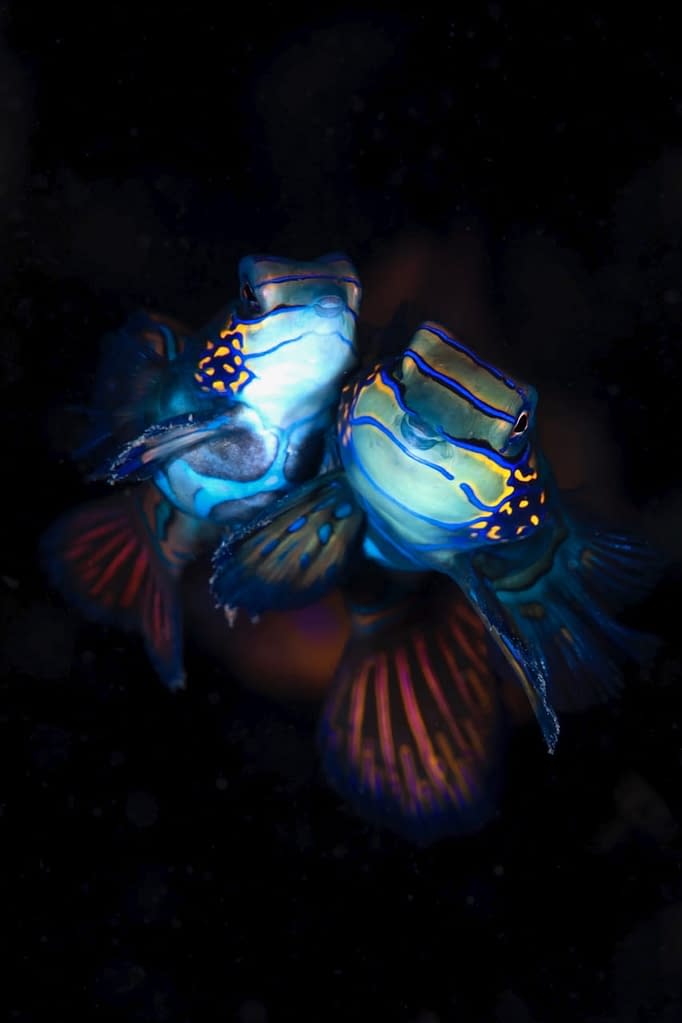 Mating Mandarinfish - Alor - Faris Alsagoff