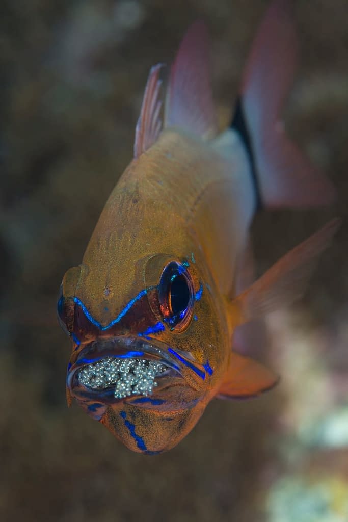 Ringtail Cardinalfish with Eggs - Alor - Faris Alsagoff