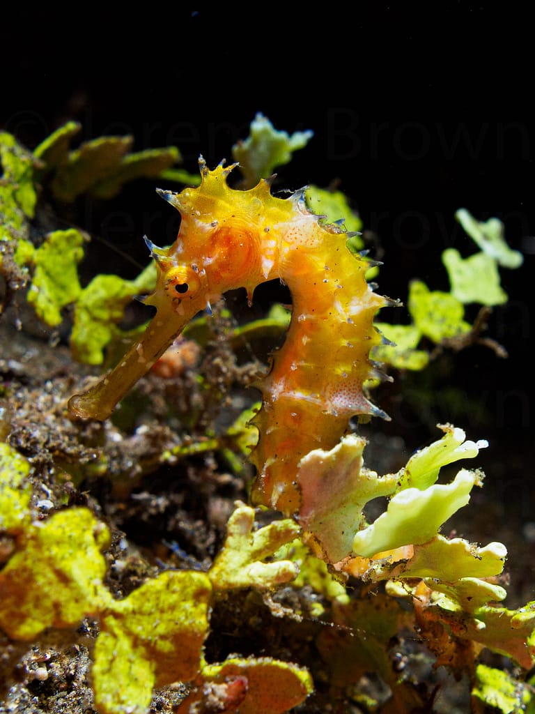 spiny seahorse, hippocampus histrix. alor archipelago, indonesia