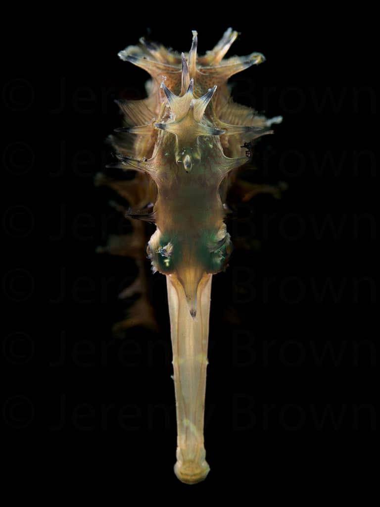 spiny seahorse, hippocampus histrix. alor archipelago, indonesia