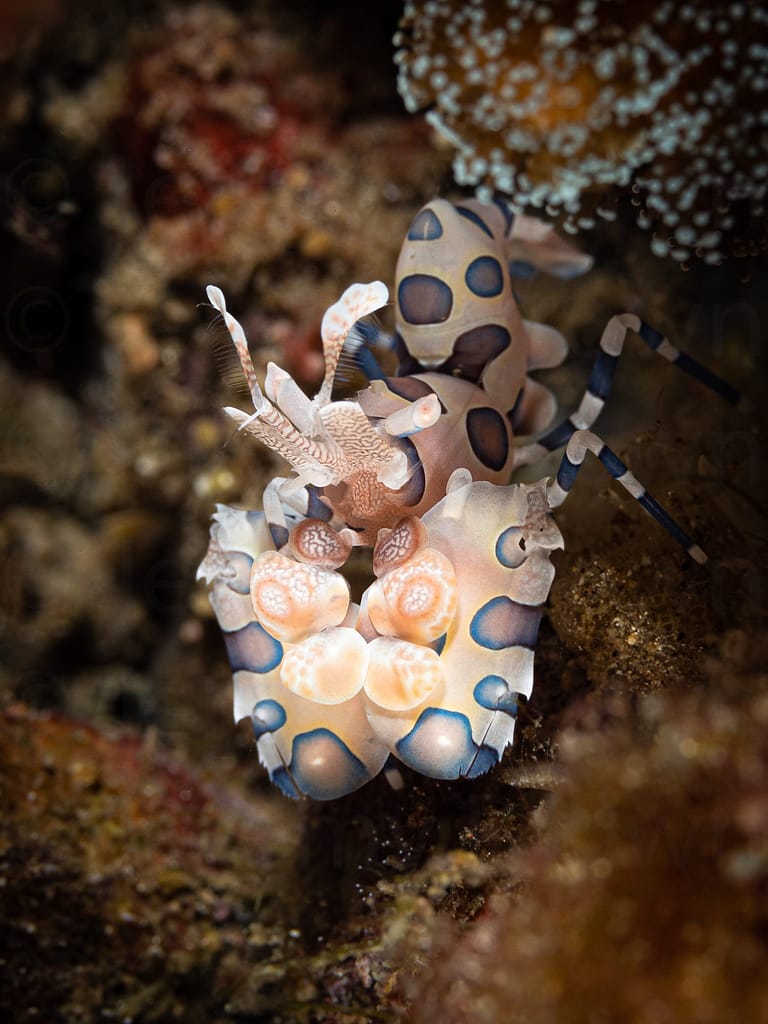 harlequin shrimp, hymenocera picta. alor archipelago, indonesia