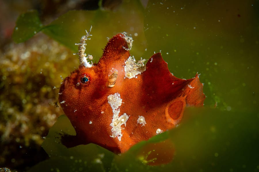 Ocellated Frogfish Alor - Didier Torregrossa