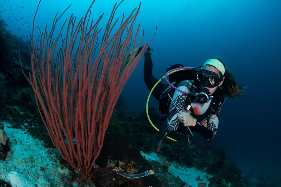 Diver looking at hard coral