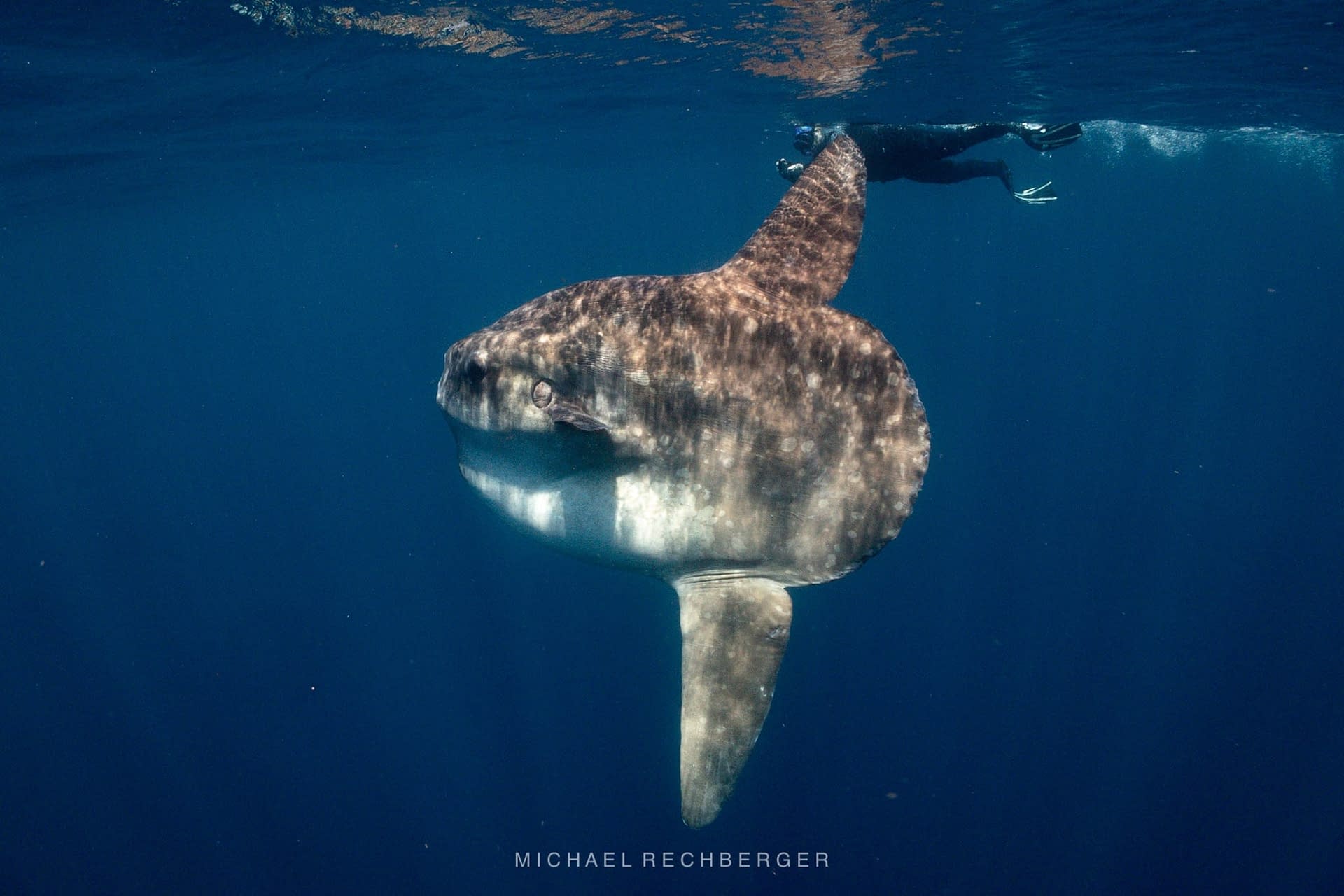Mola Mola (Sunfish) - Alor - Michael Rechberger