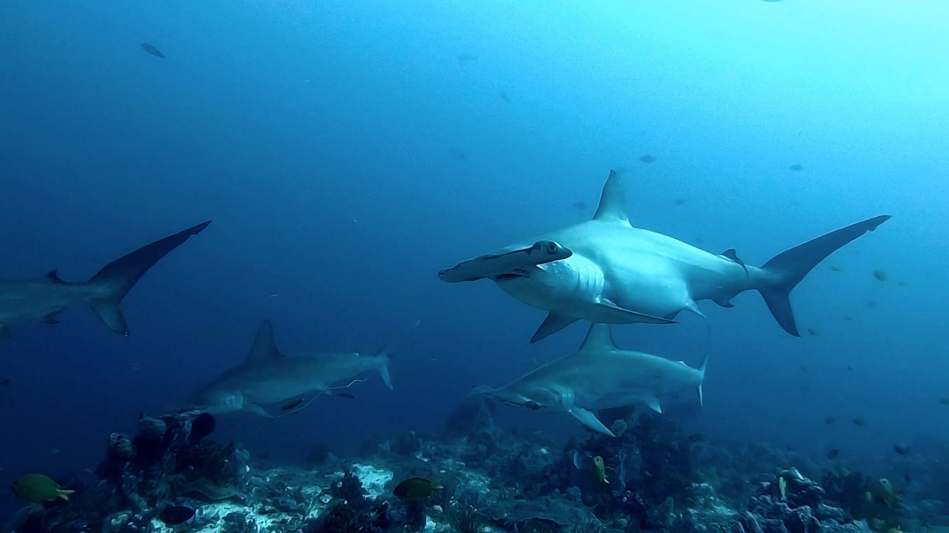Hammerhead Sharks Alor - Alami Alor Dive Resort
