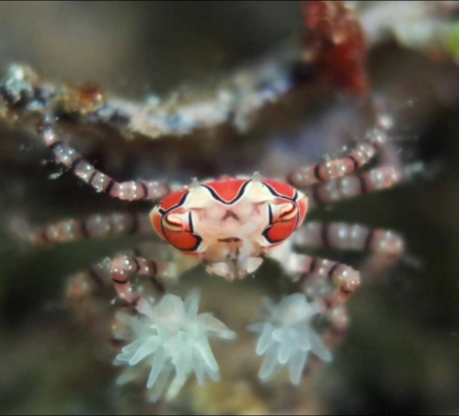 Boxer Crab Alor Ocean Diveloper
