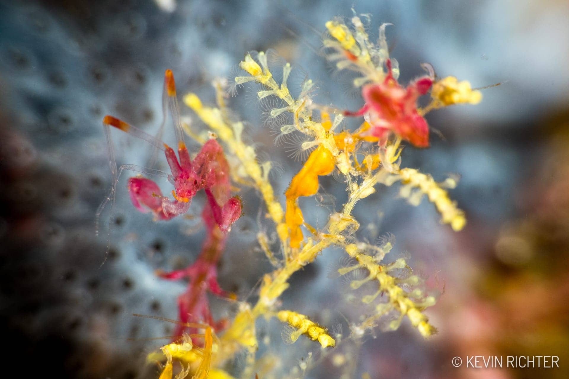Pink & Yellow Skeleton Shrimps - Alor - Kevin Richter oceandiveloper.com