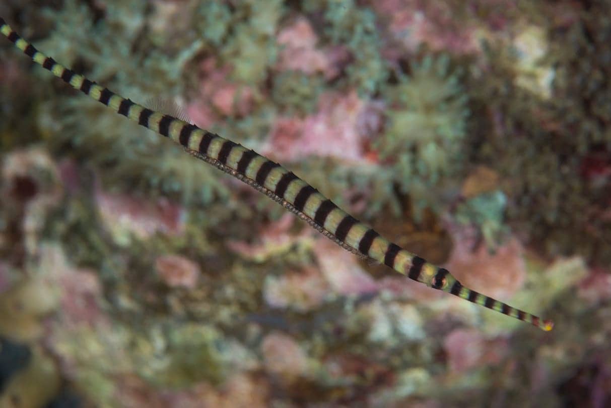 Banded Pipefish with Eggs - Faris Alsagoff